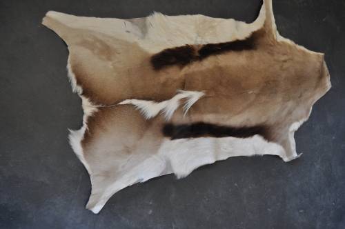 AWESOME SPRINGBOK HIDE-USE AS SMALL CARPET