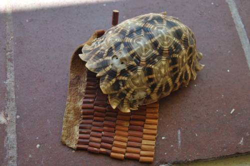 AFRICAN TORTOISE SHELL AND LEATHER AMULET