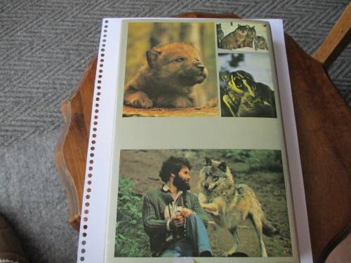 THE WOLF -HIS PLACE IN THE NATURAL WORLD  ERIK ZIMEN