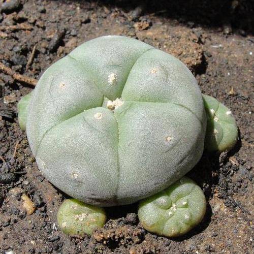 Peyote cactus (Lophophora williamsii) - Medium