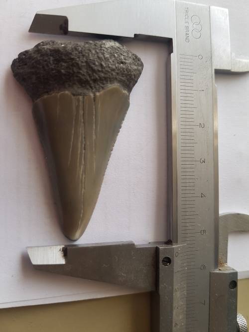 Fossil shark tooth