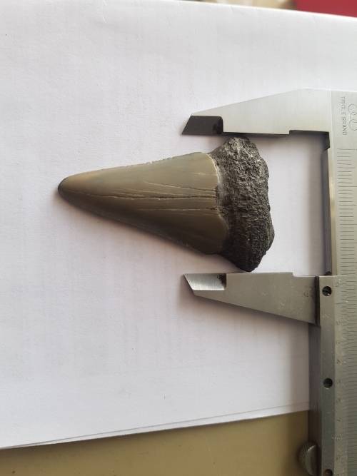 Fossil shark tooth