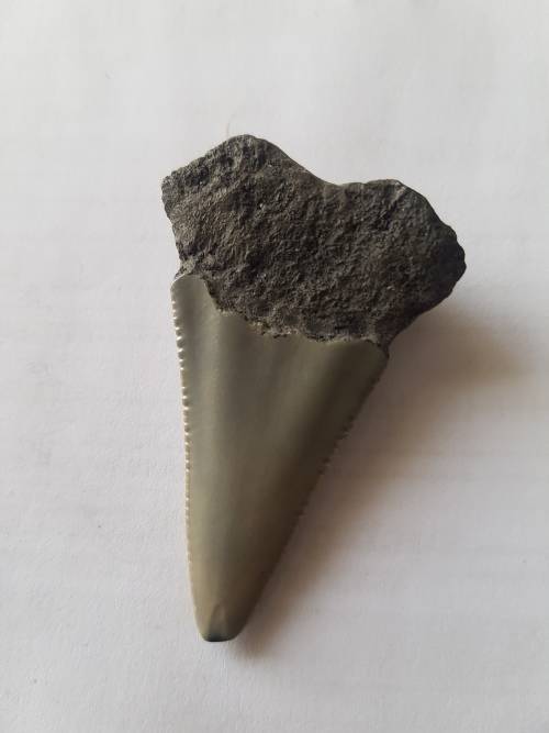 Fossil shark tooth