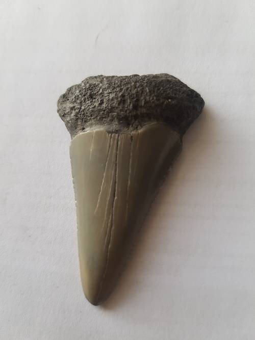 Fossil shark tooth