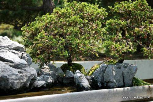 bonsai trees penjing marble trays