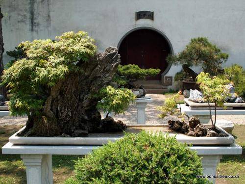 japanese maple penjing