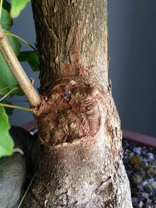 japanese bonsai cut paste sealer