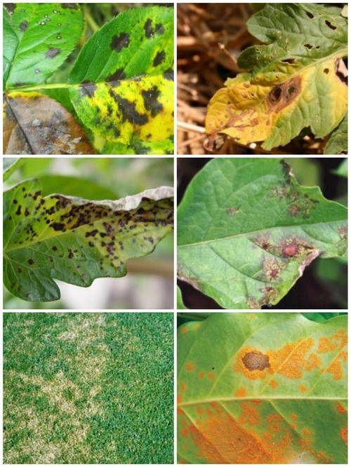 odeon general purpose fungicide