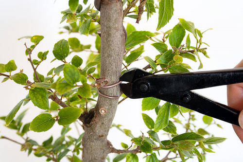 removing wire from a bonsai using the bonsai wire cutter