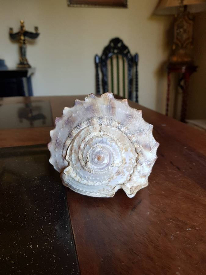 Absolutely Stunning Sea Shell.