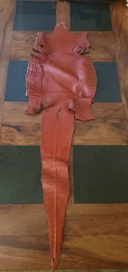 Authentic Crocodile Skin
