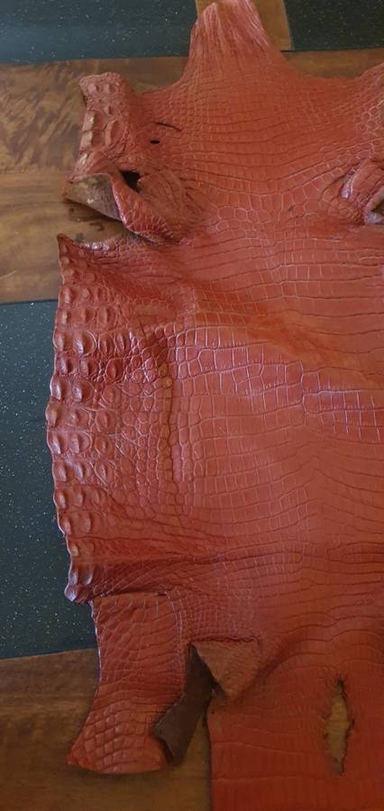 Authentic Crocodile Skin