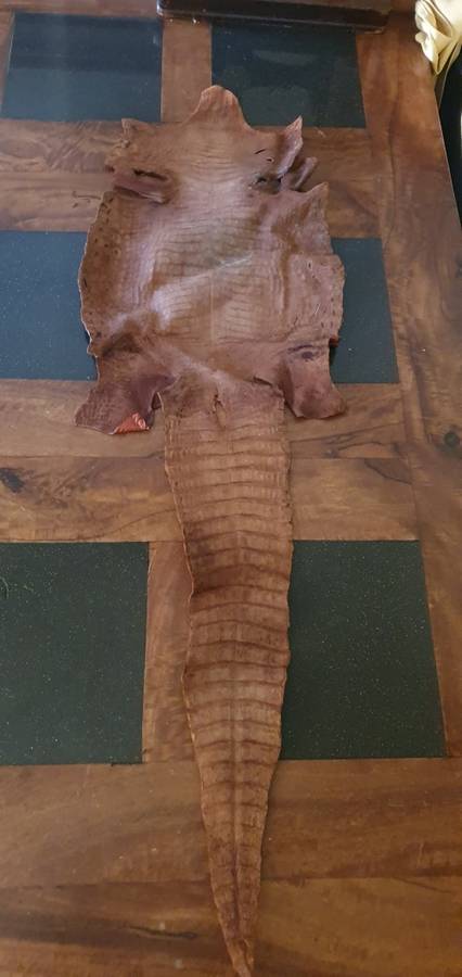 Authentic Crocodile Skin