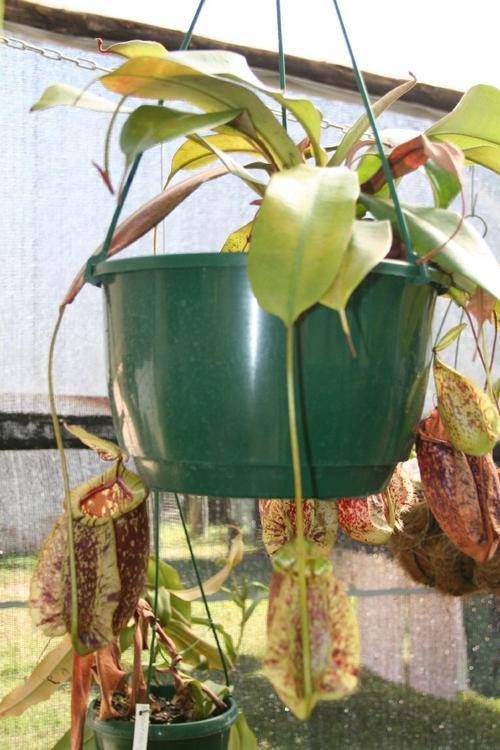 Nepenthes Hookeriana