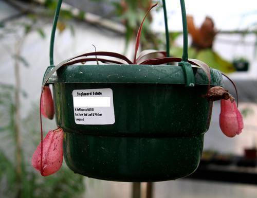 Nepenthes rafflesiana (Red leaf & pitcher) lowland
