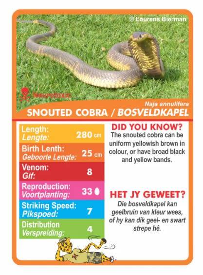 MENZO - Stat-it with Menzo Educational Wildlife SNAKE Card Games (Bilingual)