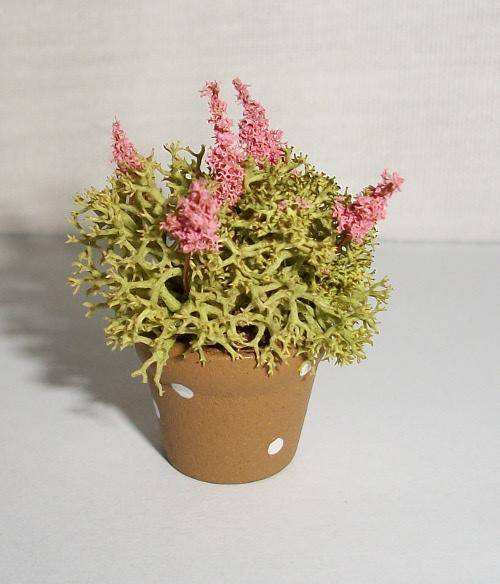 Miniature pot plant, Pink blossoms.