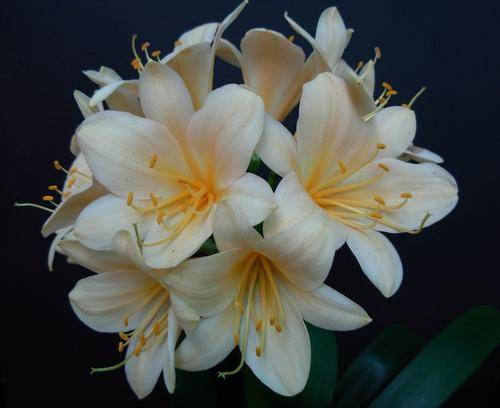 Clivia Seeds Peach