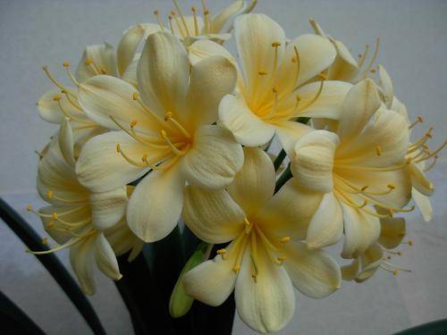 Yellow clivia seedlings one year old