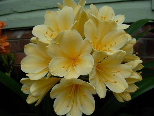 Yellow clivia year old seedlings