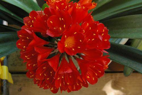 Clivia red seedlings one year old
