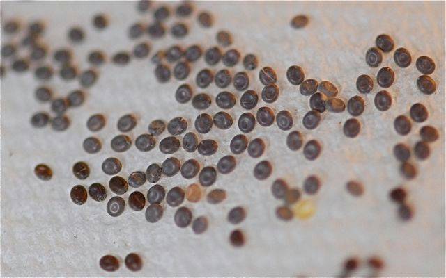 Silkworm eggs