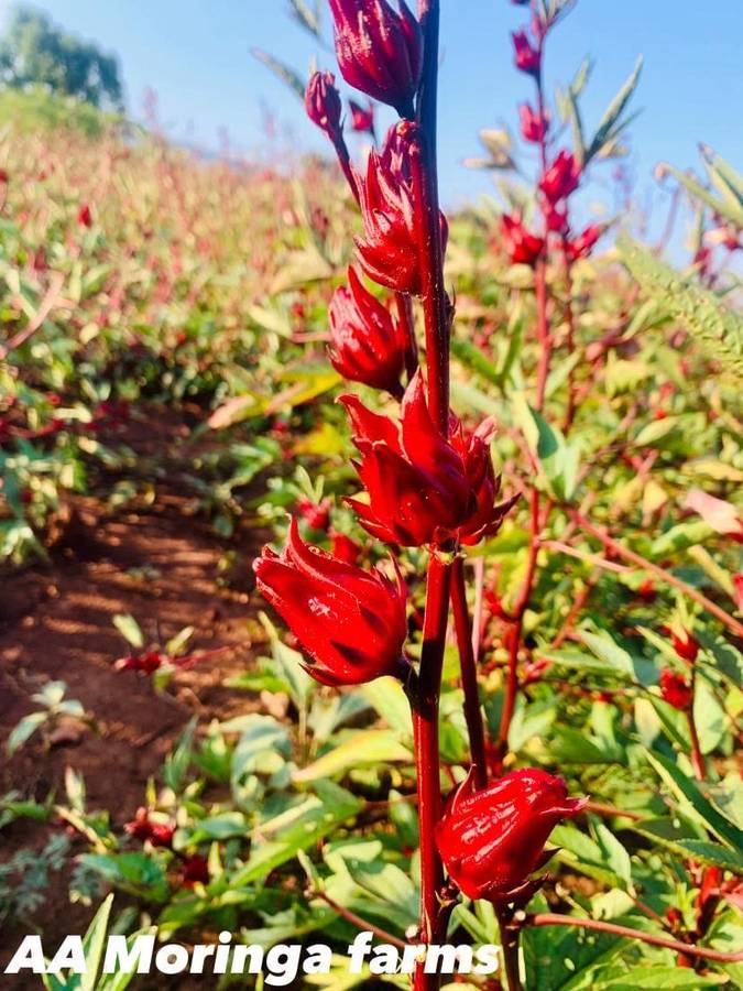 Dried hibiscus flowers (bulk 1 kg )