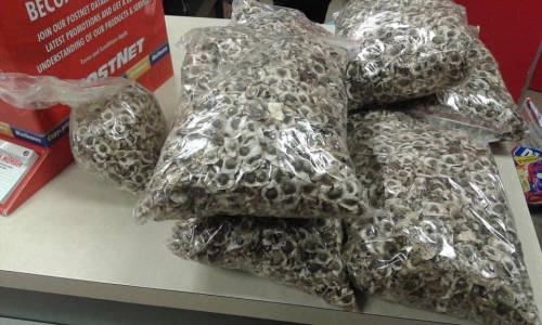Moringa Seeds , Bulk (1 Kg )