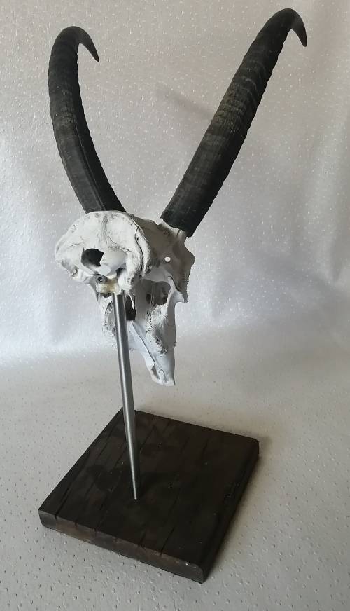 Very large animal skull display stand