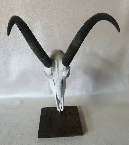 Very large animal skull display stand
