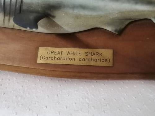 Great White Shark Sculpture Mounted on a Wooden Plaque