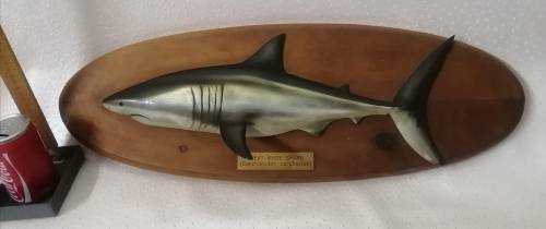 Great White Shark Sculpture Mounted on a Wooden Plaque