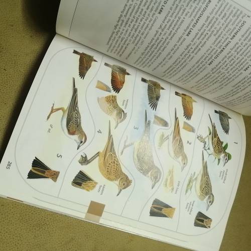 Sasol Birds of Southern Africa Paperback 1997