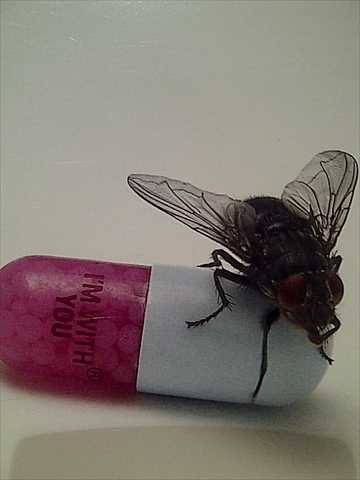 Red Hot Chili Peppers : Im Without You