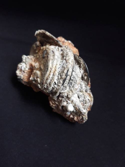 Coin Cluster /  Conglomerate Of Silver Rider Coins ** Retrieved from Shipwreck Meerensteijn Q9