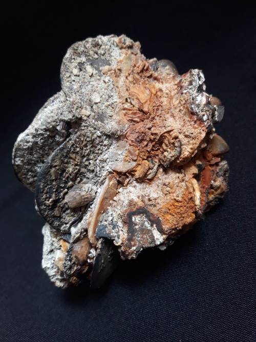 Coin Cluster /  Conglomerate Of Silver Rider Coins ** Retrieved from Shipwreck Meerensteijn Q9