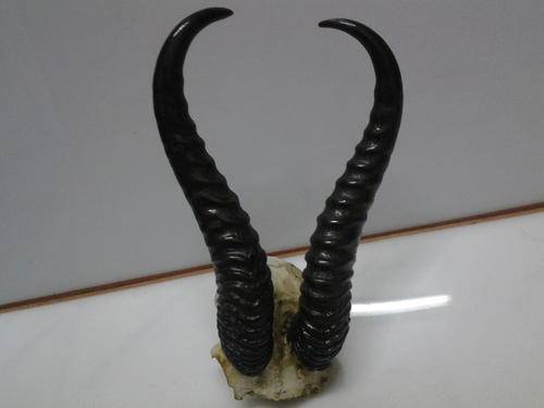 Springbuck Horns