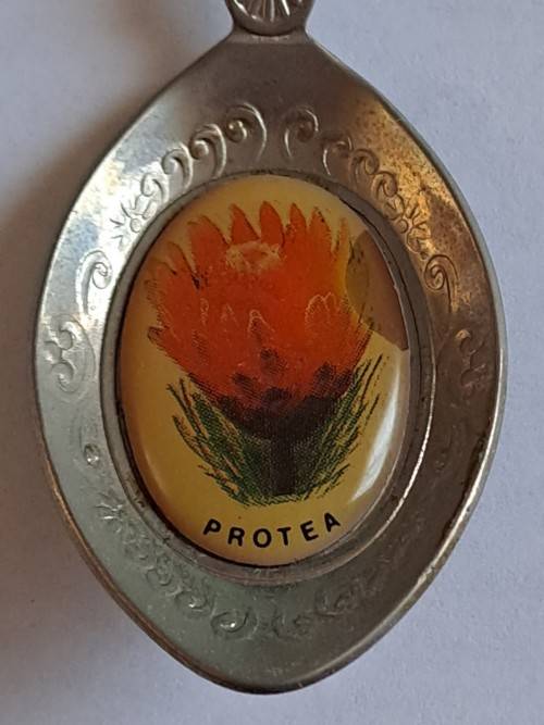 Vintage souvenir spoon -Pilgrims Rest -  Protea