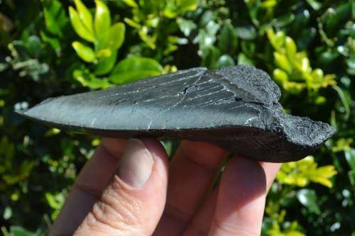 Broken Megalodon Shark Tooth Fossil