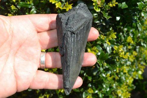 Broken Megalodon Shark Tooth Fossil