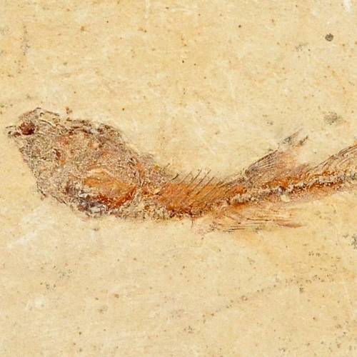 Fish Fossil