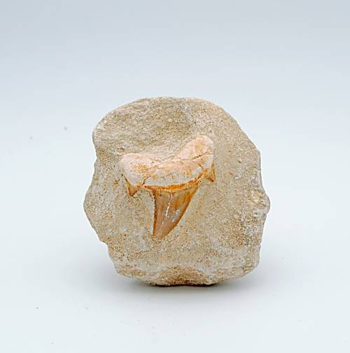 Shark Tooth Fossil in Matrix