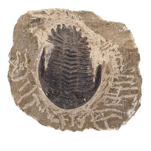 Gerastos Trilobite Fossil