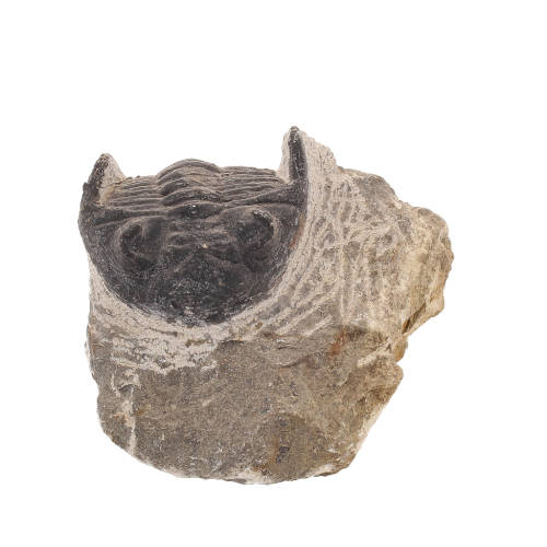 Gerastos Trilobite Fossil