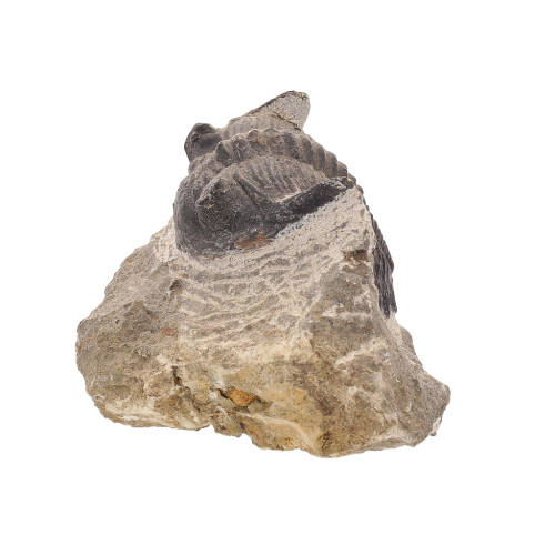 Gerastos Trilobite Fossil