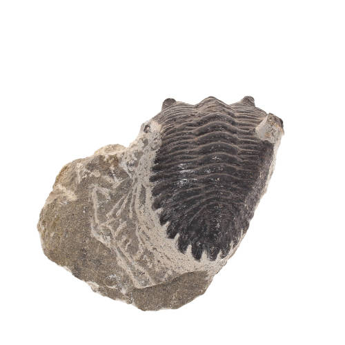 Gerastos Trilobite Fossil