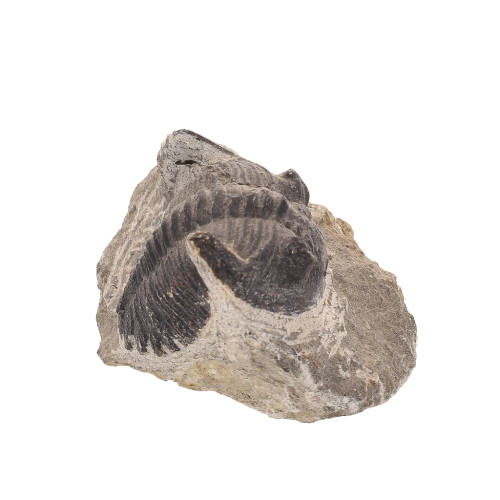 Gerastos Trilobite Fossil