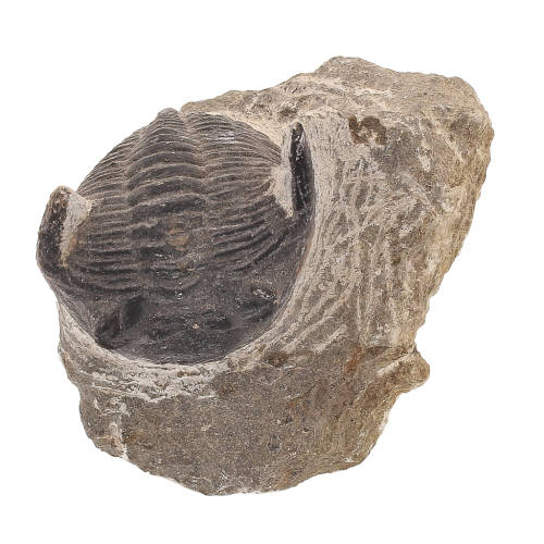 Gerastos Trilobite Fossil