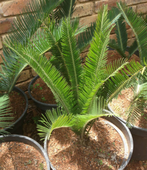 E. LAEVIFOLIUS (MARIEPSKOP) * STRONG POTTED PLANT!*CAUDEX 9cm