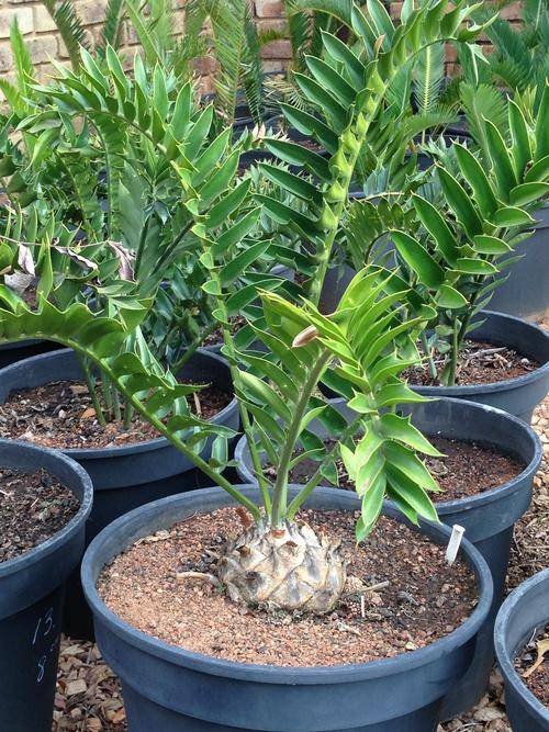 CYCAD/BROODBOOM COMBO SPECIAL!! SEE DETAILS UNDER DESCRIPTION!!